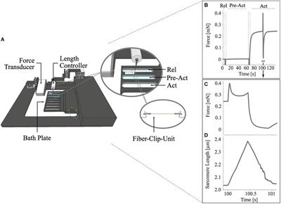 Power Amplification Increases With Contraction Velocity During Stretch-Shortening Cycles of Skinned Muscle Fibers